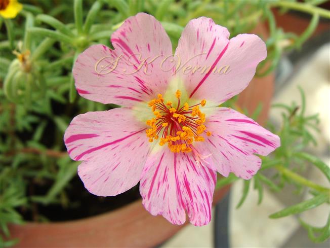  Flower